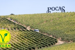 Pocas Junior Label Vegan Vin Douro et Porto Portugal